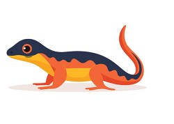 salamander with mottled skin patter clip art