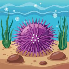 sea urchin and seaweed  on the ocean floor 