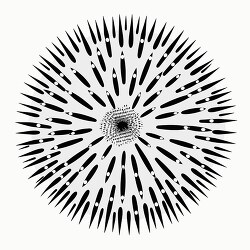 sea urchin black white outline clip art