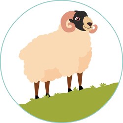 Sheep Animal Clipart