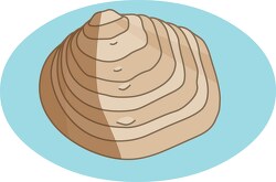 shell of a bivalve mollusk clip art