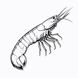 shrimp black outline clip art
