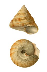 side view top view of sea shells clipart illustration