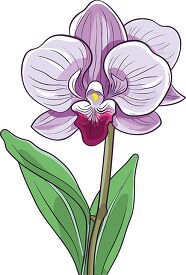 single dendrobium orchid flower