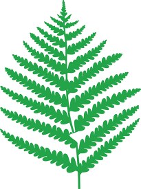 single green fern leaf