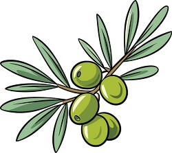 sketch of a lush olive branch with plump olives ready for harves