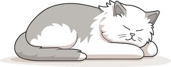 sleeping white and gray cat with long tail