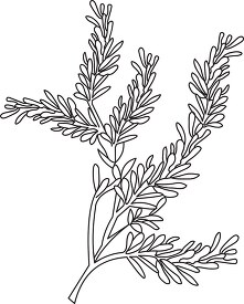southernwood herb black white outline clipart