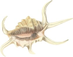 spider conch sea shell 1