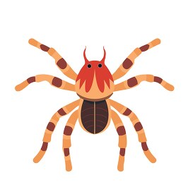 spider eight-legged arachnid clip art