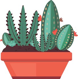 spiny succulent cactus in low pot