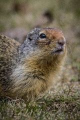 closeup face of columbian ground squirrel
