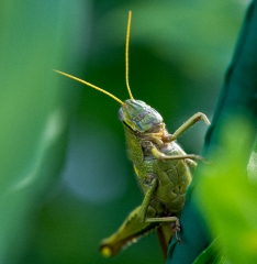closeup of garden grasshopper in flower garden