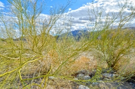 green vegetation growing in high desert Palm Springs California
