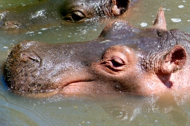 Hippopotamus, Masai Mara National Reserve, Kenya Africa closeup 