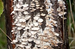 large amount of fungus growing on a tree