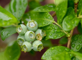 photo cluster of unripe blueberries with raindrops image