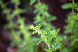 thyme plant growing in the herb garden photo 935