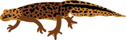 brown spotted semiaquatic Newt salamader clipart