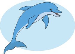 dolphin marine mammal
