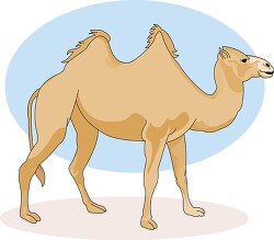 double humped camel with blue background