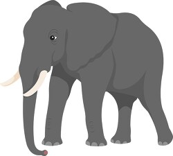 gray  african elephant with white background clipart