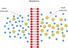 illustration osmosis through cell membrane clipart