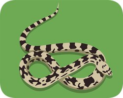 pine snake reptile clipart