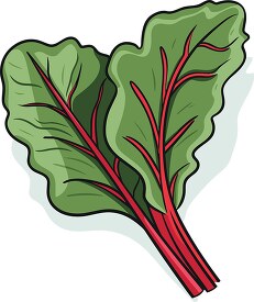 swiss chard with vibrant colorful red stem clip art