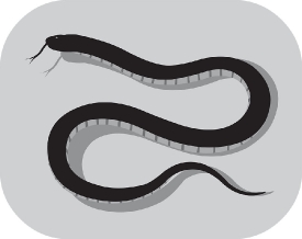 taipan worlds most venomous snake reptile gray color clipart