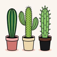 tall desert cactus plants growing in pots white background