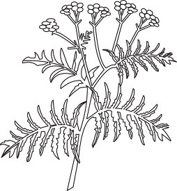 tansy herb black white outline clipart