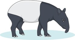 tapir large herbivorous mammal clip art