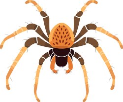 tarantula large venomous spider vector illustration
