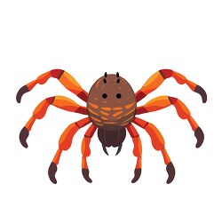 tarantula spider vector 2