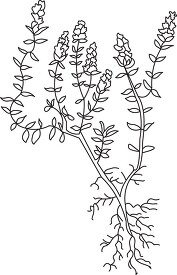 thyme herb black white outline clipart