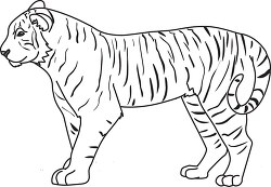 tiger black outline clipart 06