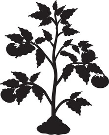 tomato plant black white clipart