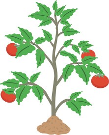 tomato plant clipart with ripe tomatoes