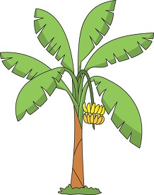 tree with hanging bananas clipart
