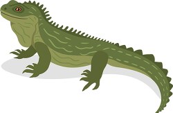 Tuatara Reptile of new zealand Clipart
