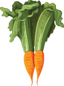 two carrots with leaves on a white background clip art
