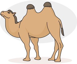 two humped bactrian camel clipart