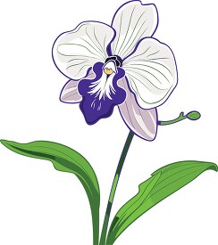 white purple orchid flower with leaves