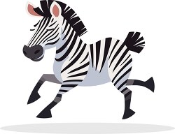 zebra full body running playful funny