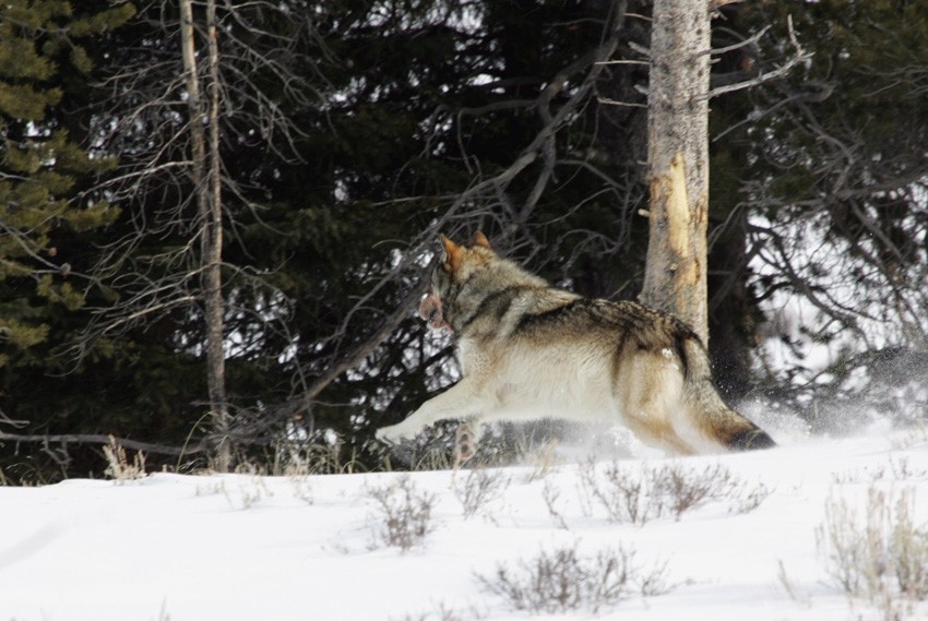 audio of a pack of wolves howlings