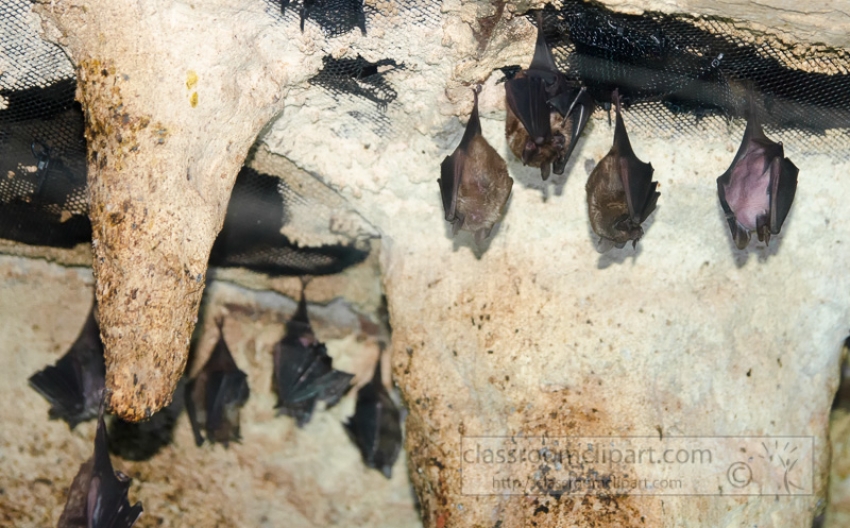bats vocalization