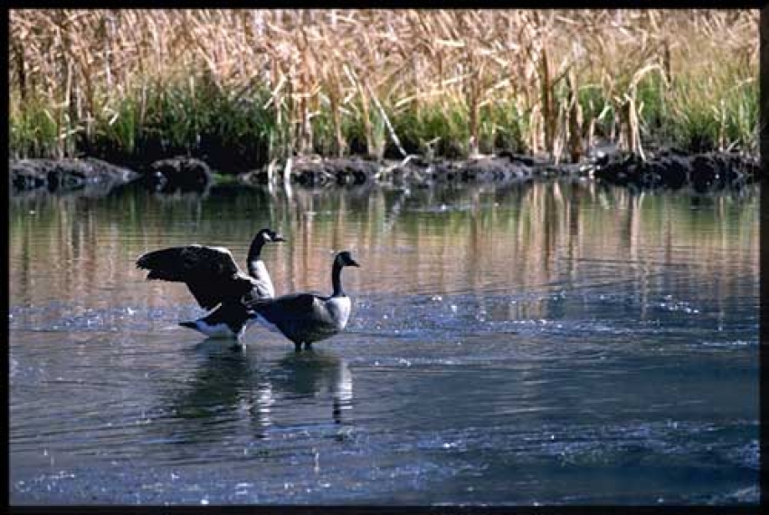 geese honking in the distance sound Classroom Clip Art