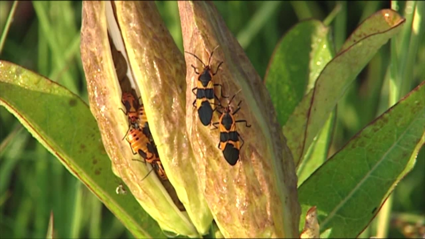 adult milkweed bugs and several nymphs video