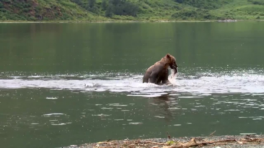 bear runs across water to catch fish video